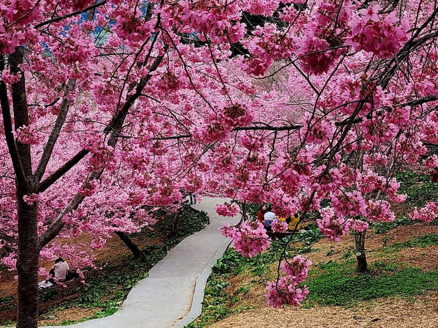 福壽山農場|千櫻園櫻花美景