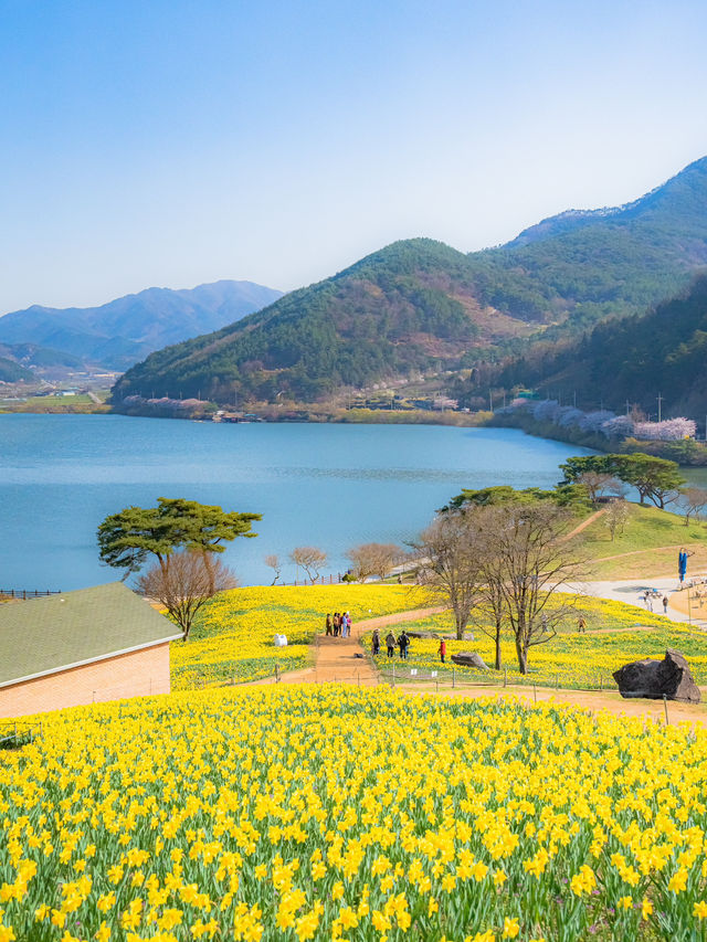 동화같은 수선화 물결이 있는 곳💛