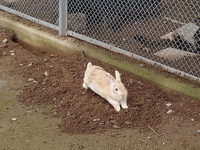 可愛い動物たちに出会える🤍【あぐりの丘】