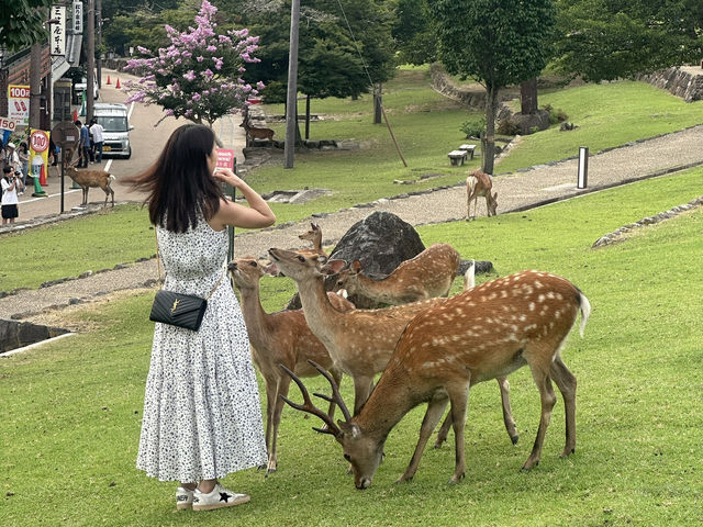 Meet Nara’s Friendly Deer at Nara Park