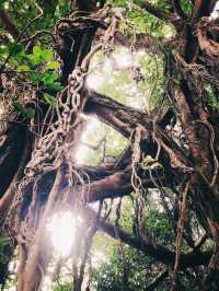 五島の自然の力強さを感じるアコウ巨木🌳