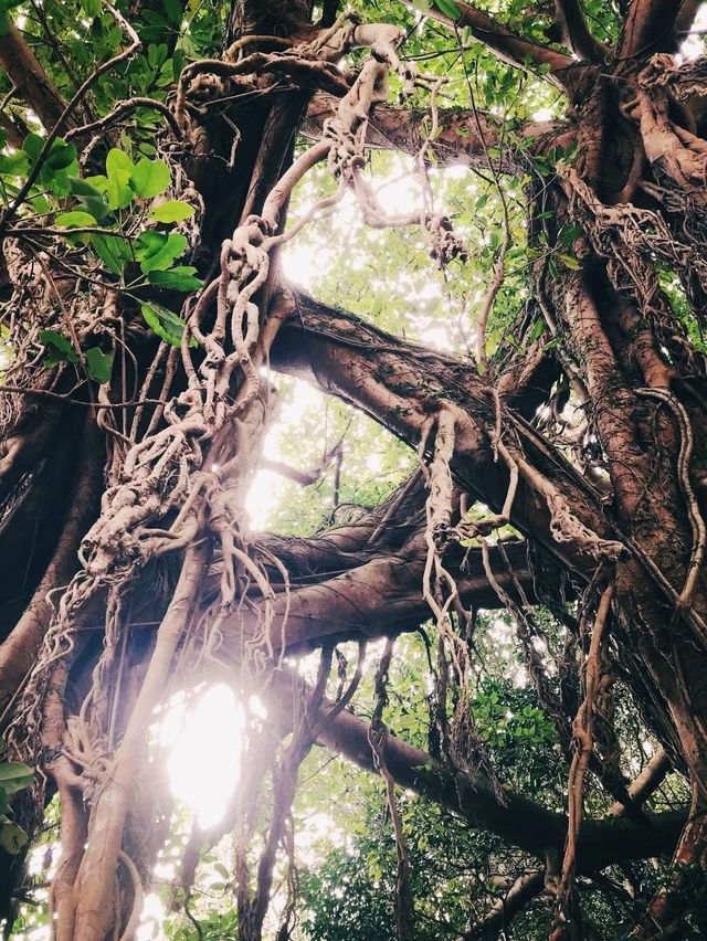 五島の自然の力強さを感じるアコウ巨木🌳