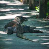 Komodo National Park
