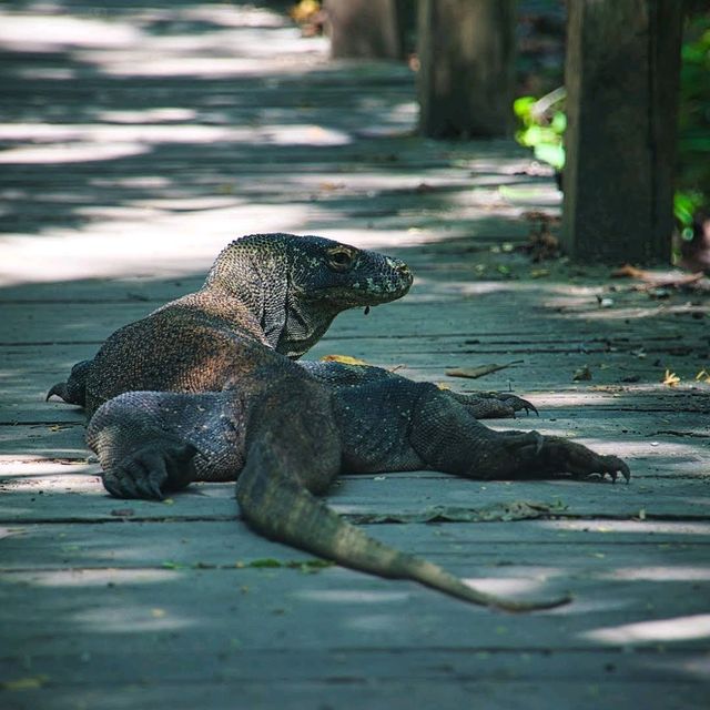 Komodo National Park