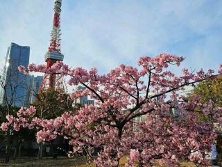Shiba Park (芝公園)