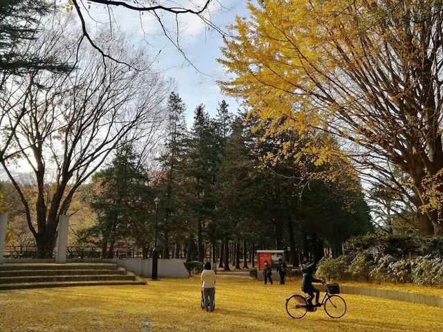 Kinuta Park (砧公園)  Kinuta Park (砧公園)