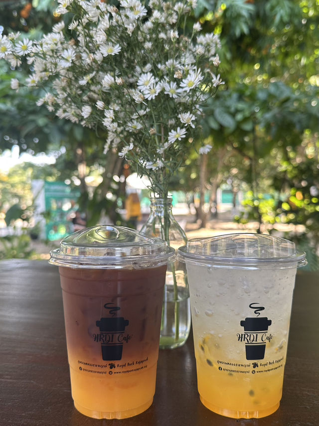 Discover the Charm of Chiang Mai During Winter ❄️ 🌷 