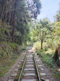 阿里山大塔山與眠月線