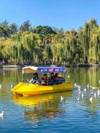 昆明·翠湖公園｜城市中的一片靜謐綠洲