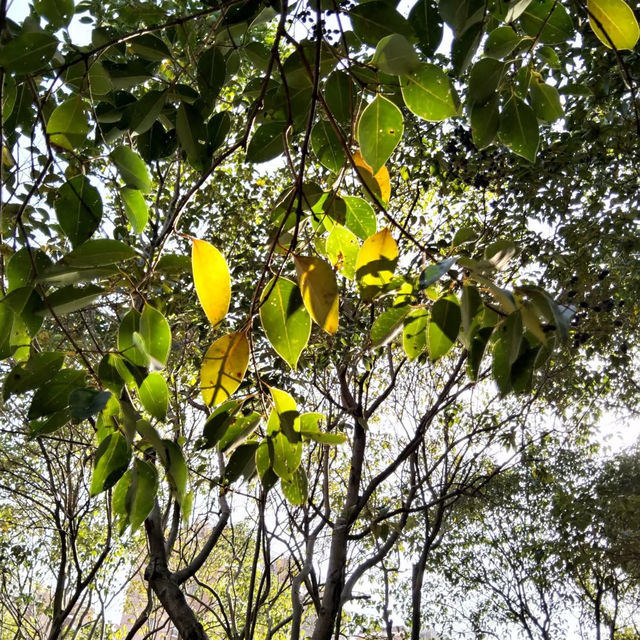 ～避開城市喧囂的隱藏地～惠安公園～