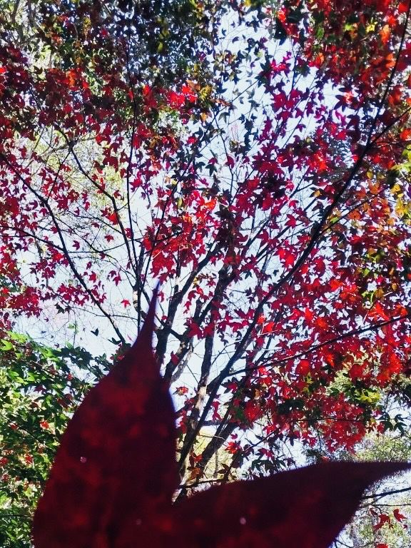 หน่วยพิทักษ์หมันแดง ฟีลใบไม้เปลี่ยนสี สุดชิล