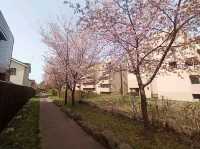 Makomanai Park