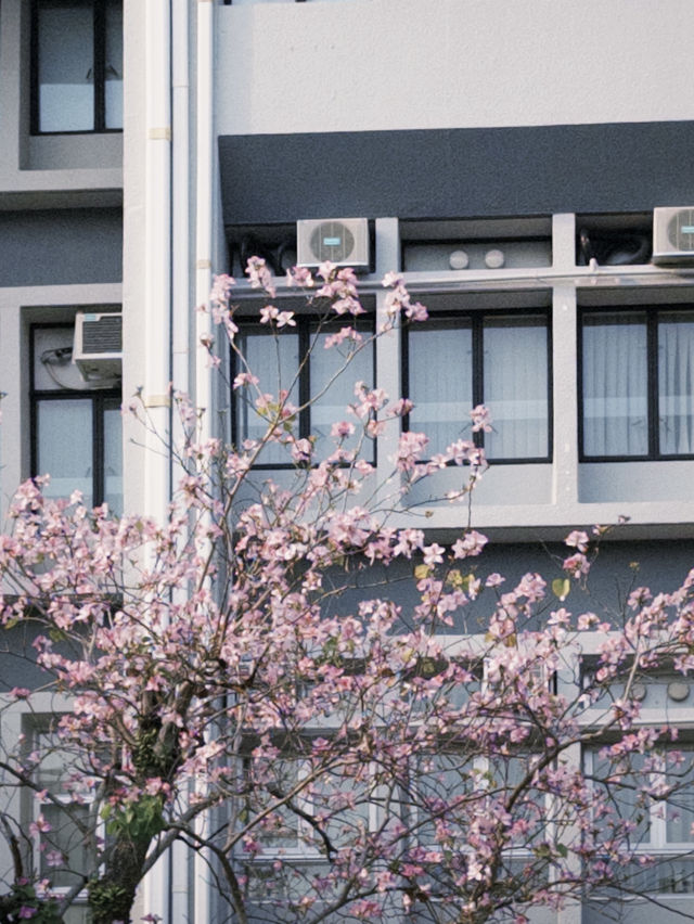 來香港一定要做的是之一 —— 參觀香港裏的大學🏫
