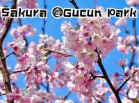 ชมซากุระ @Gucun Park, เซี่ยงไฮ้