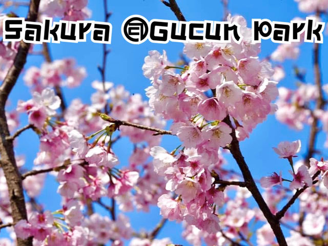 ชมซากุระ @Gucun Park, เซี่ยงไฮ้