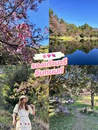 🌸🌸ซากุระเมืองไทย ขุนวาง-เชียงใหม่ 🌸🌸