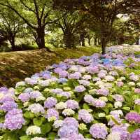 An Underrated Spring Gem in Busan!