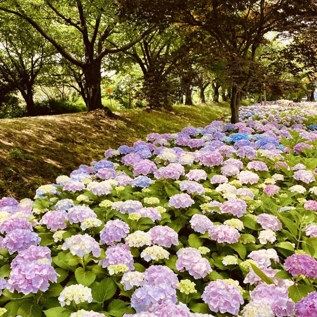 An Underrated Spring Gem in Busan!