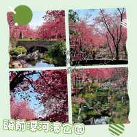 頭前溪河濱公園～櫻花盛開的春日樂園 🌸🚶‍♀️