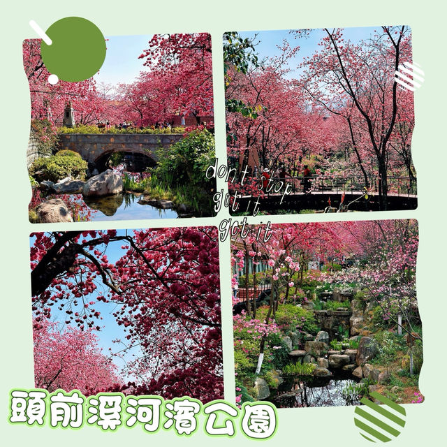 頭前溪河濱公園～櫻花盛開的春日樂園 🌸🚶‍♀️
