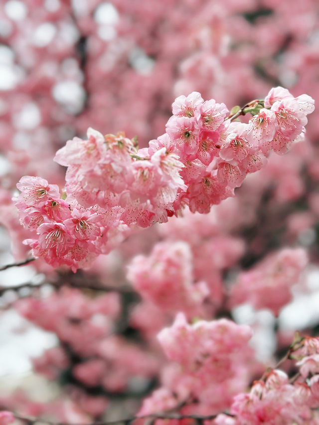 🌸 Sakura Blooming at Shinjuku Gyoen National Garden 🌸