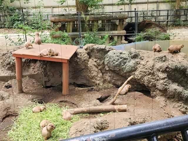 家族で楽しむ都心のリフレッシュポイント – 上野動物園で癒しのひととき