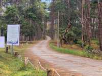 ลานกางเต็นท์กลางป่าสน “สวนป่าดอยบ่อหลวง”