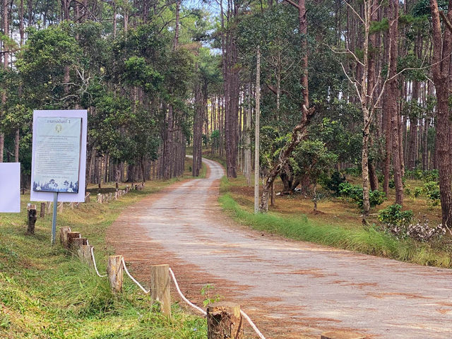 ลานกางเต็นท์กลางป่าสน “สวนป่าดอยบ่อหลวง”