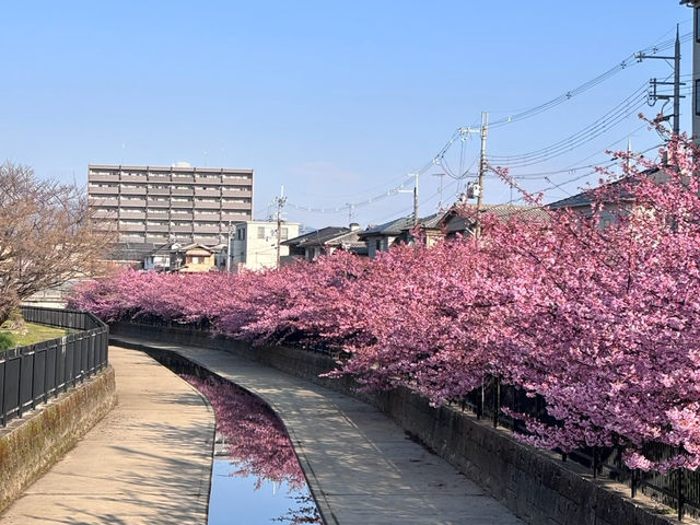 【京都府】早咲きの河津桜