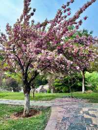 Cherry Blossom trip to Jincheng 🌸