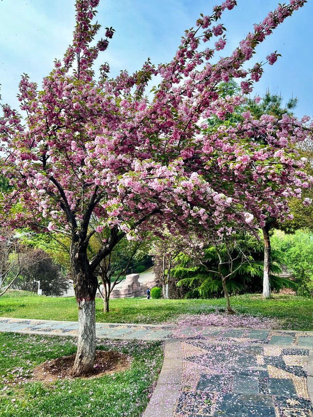 Cherry Blossom trip to Jincheng 🌸