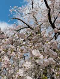 「春の東京を満喫🌸✨」都内の桜おすすめスポットまとめ