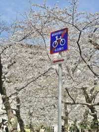 🇯🇵 名古屋最市中心最大賞櫻公園