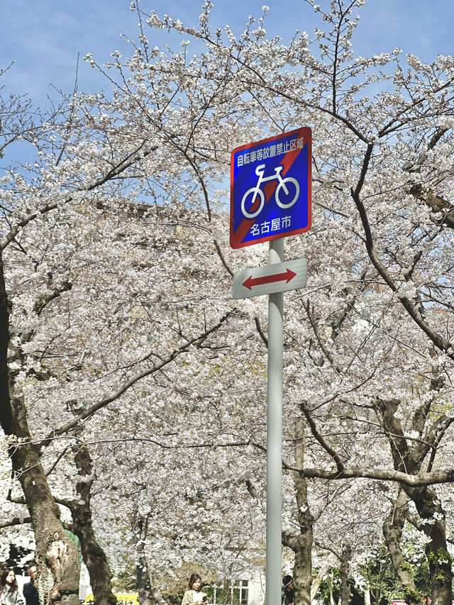 🇯🇵 名古屋最市中心最大賞櫻公園
