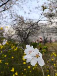 【武漢追櫻記：與一場粉白色花事的短暫相逢】