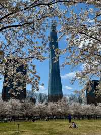 Chasing Sakura in Binhai, Tinjian