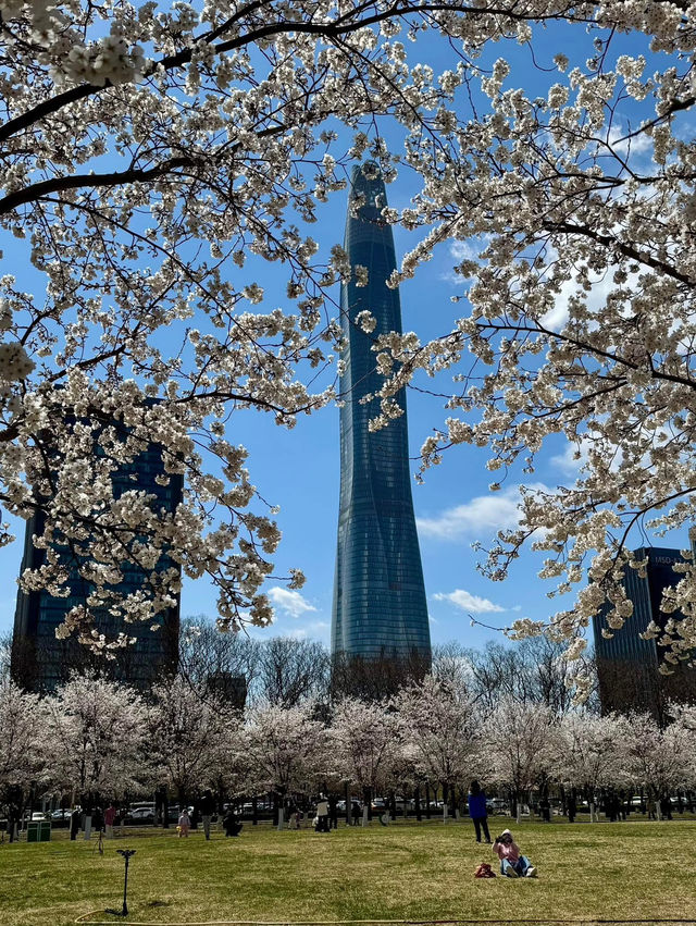 Chasing Sakura in Binhai, Tinjian