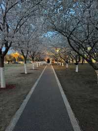 Chasing Sakura in Binhai, Tinjian