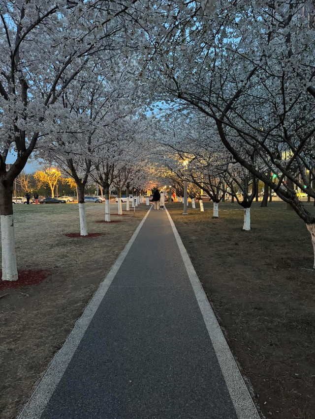 Chasing Sakura in Binhai, Tinjian