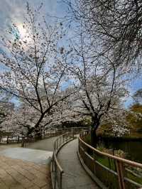 踩天鵝船賞櫻！快來井之頭恩賜公園，感受春櫻花海。