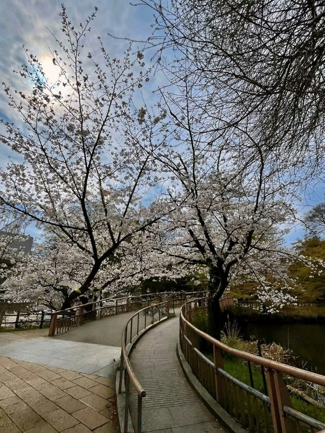 踩天鵝船賞櫻！快來井之頭恩賜公園，感受春櫻花海。