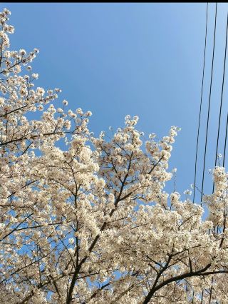 부산 원조 벚꽃터널🌸