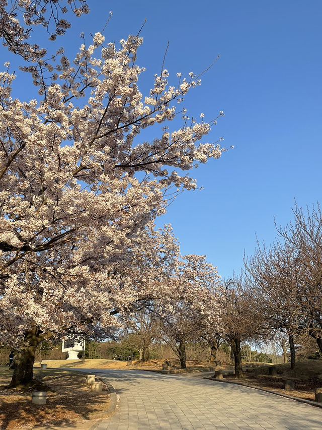 경주 벚꽃 명소, 4월 국내 여행지 추천, 국내 겹벚꽃 명소