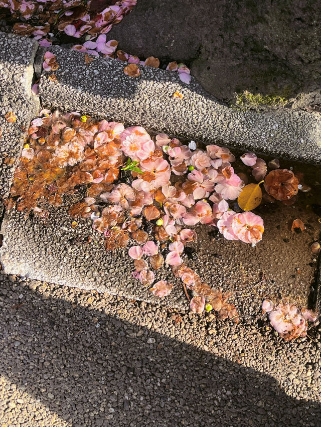 도쿄 벚꽃 명소 꽃놀이🌸
