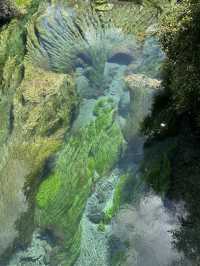 🇳🇿100 Years in the Making: Nature’s Purest Water from Blue Spring
