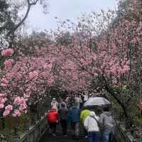 內湖碧山巖
