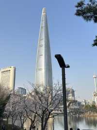 벚꽃 풍경과 야간 라이트업을 보며 🌸산책데이트하기에 좋은 벚꽃여행지🌸