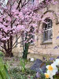 Sakura Blooming at Shimo-gyo Junior High School Seito Gakusha