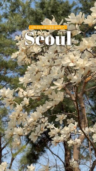 너와 걷고 있는데, 봄이 말을 걸어와 🌼