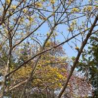 Yangpyeong Dumulmeori – Where Rivers and Blossoms Meet